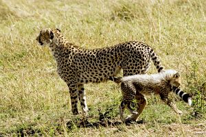 Cheetah Cub Masai Mara Kenya 
